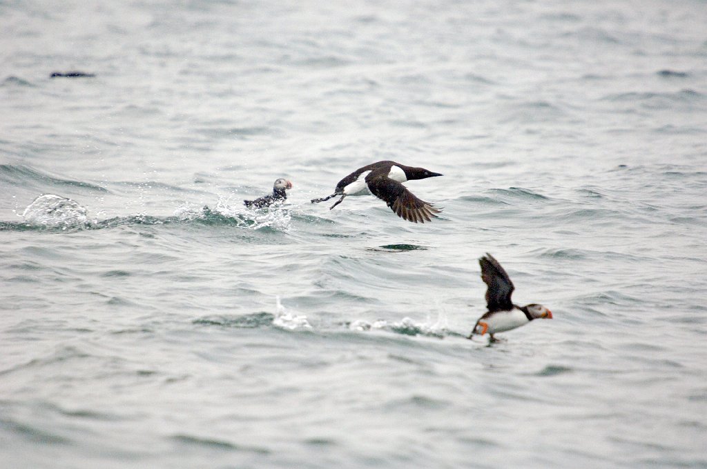 Murre, Common, 2006-07020902 Cutler and Machias Seal Island, ME.JPG - Common Murre and Atlantic Puffins, Machias Seal Island, 7-2-2006